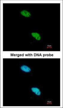 NCBP1 Antibody in Immunocytochemistry (ICC/IF)