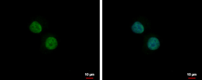PLRG1 Antibody in Immunocytochemistry (ICC/IF)
