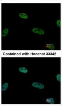 TRIP15 Antibody in Immunocytochemistry (ICC/IF)