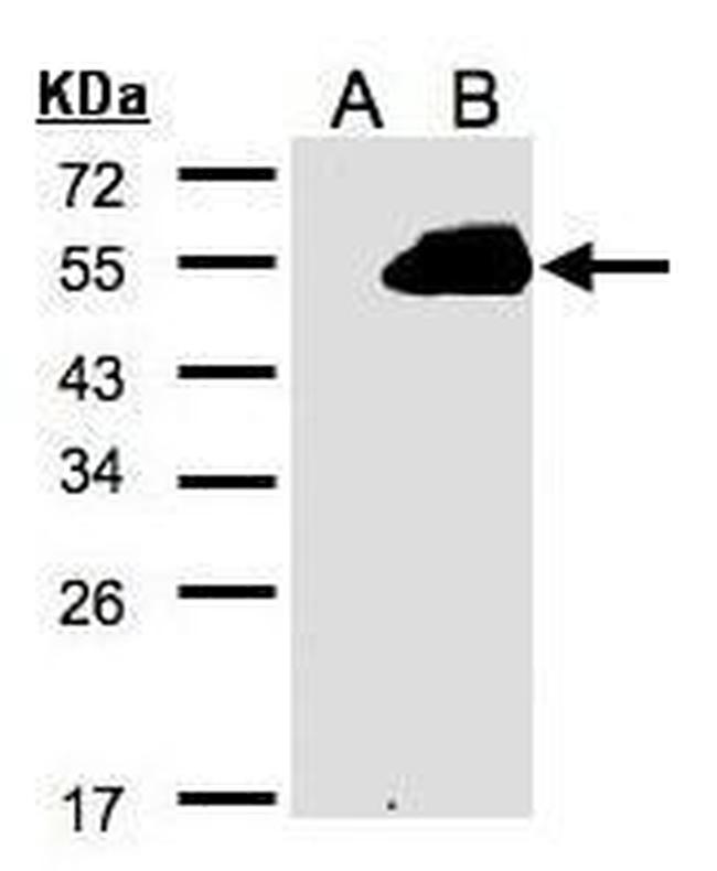 RASSF9 Antibody in Western Blot (WB)