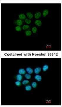 ARIH2 Antibody in Immunocytochemistry (ICC/IF)