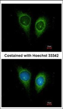 FSTL1 Antibody in Immunocytochemistry (ICC/IF)