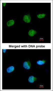 U2AF1 Antibody in Immunocytochemistry (ICC/IF)