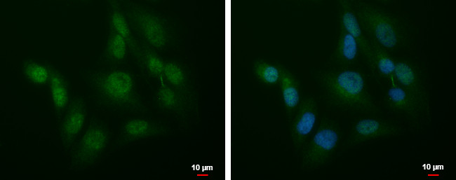 SLU7 Antibody in Immunocytochemistry (ICC/IF)