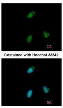 CLUAP1 Antibody in Immunocytochemistry (ICC/IF)