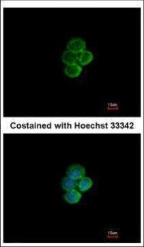 SIGLEC7 Antibody in Immunocytochemistry (ICC/IF)
