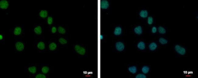 FAM111B Antibody in Immunocytochemistry (ICC/IF)