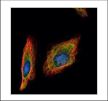 HENMT1 Antibody in Immunocytochemistry (ICC/IF)