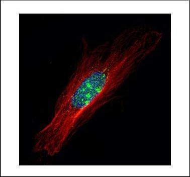ZFP64 Antibody in Immunocytochemistry (ICC/IF)