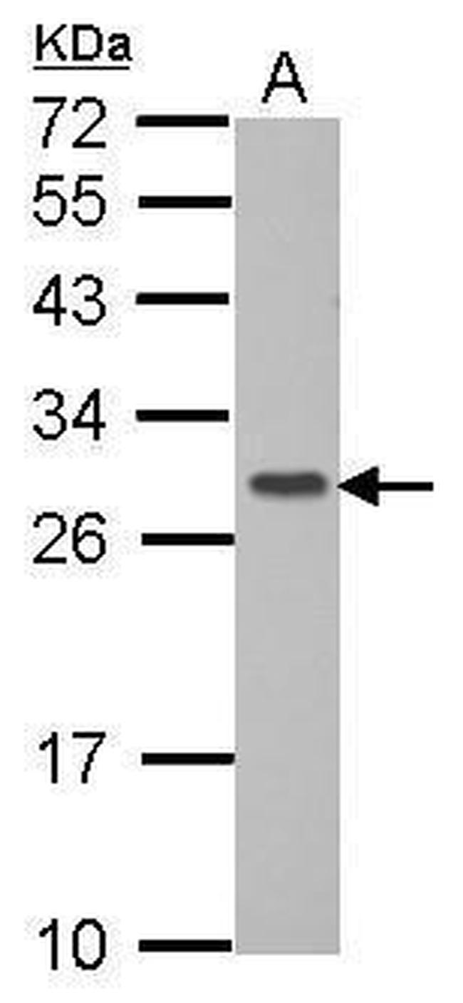 GIMAP6 Antibody in Western Blot (WB)