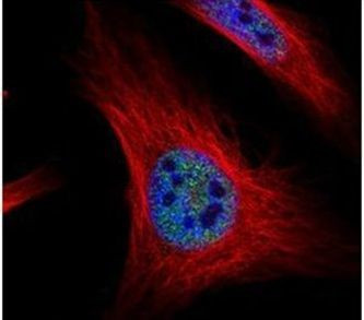 ZMAT3 Antibody in Immunocytochemistry (ICC/IF)