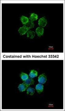 MST2 Antibody in Immunocytochemistry (ICC/IF)