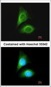 MST3 Antibody in Immunocytochemistry (ICC/IF)