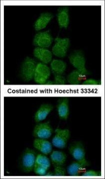 MAPK15 Antibody in Immunocytochemistry (ICC/IF)