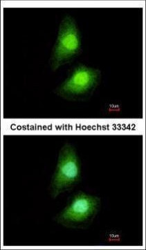 SKAP55 Antibody in Immunocytochemistry (ICC/IF)