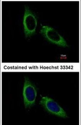 IKK gamma Antibody in Immunocytochemistry (ICC/IF)