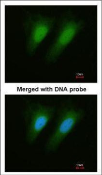 SEPHS1 Antibody in Immunocytochemistry (ICC/IF)