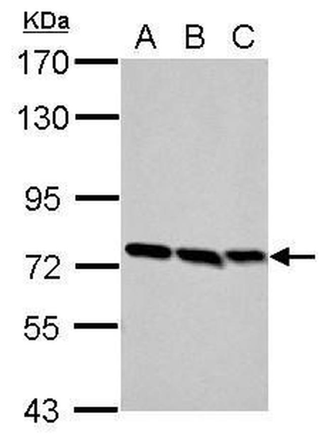 FNBP1 Antibody in Western Blot (WB)