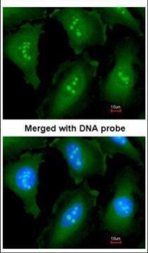 GOLGA6B Antibody in Immunocytochemistry (ICC/IF)