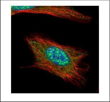 Anillin Antibody in Immunocytochemistry (ICC/IF)