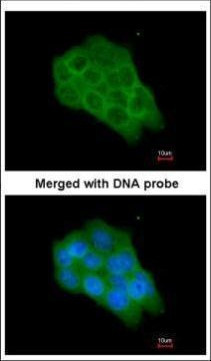 c-Raf Antibody in Immunocytochemistry (ICC/IF)