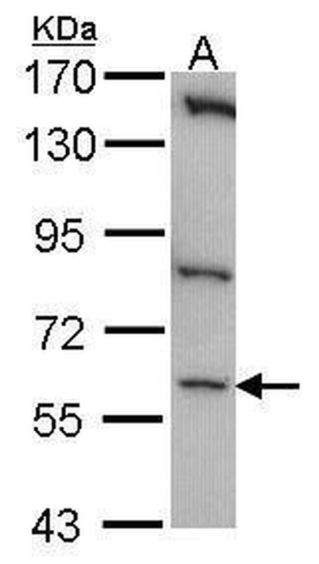 CLK1 Antibody in Western Blot (WB)