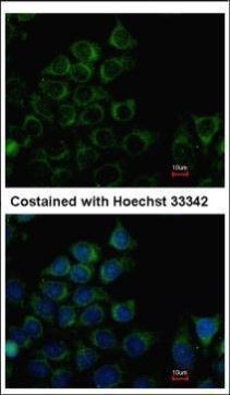 PANK3 Antibody in Immunocytochemistry (ICC/IF)