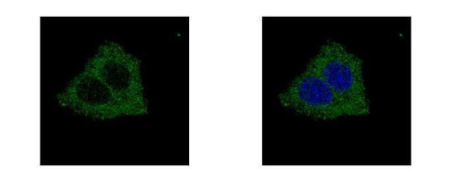 GLYCTK Antibody in Immunocytochemistry (ICC/IF)