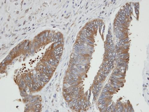 PGK2 Antibody in Immunohistochemistry (Paraffin) (IHC (P))