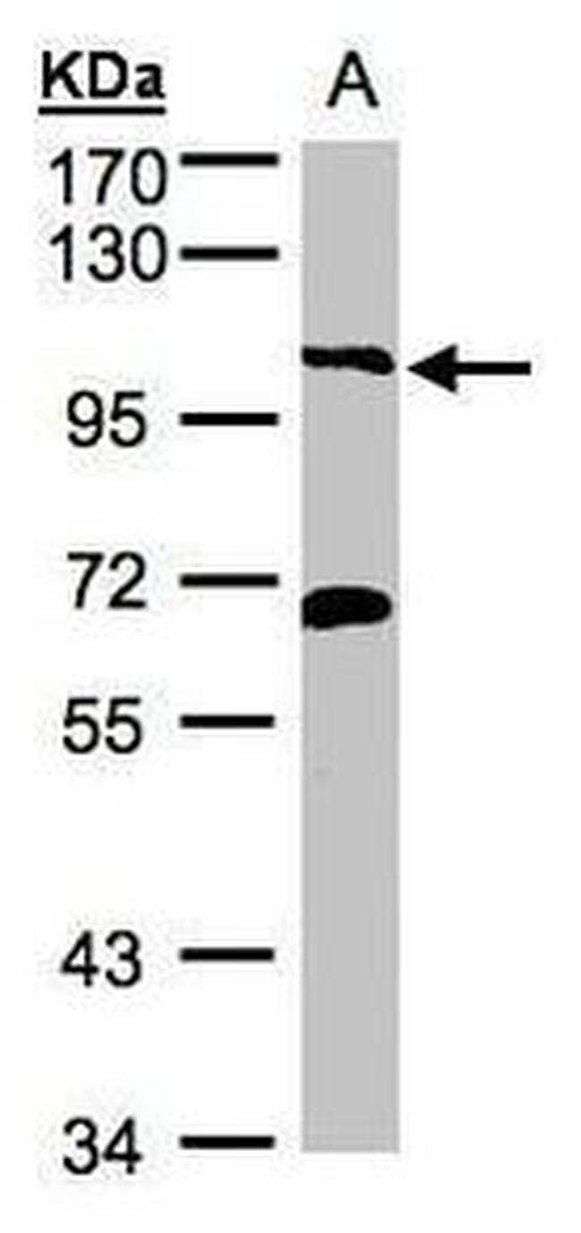 VPS34 Antibody in Western Blot (WB)