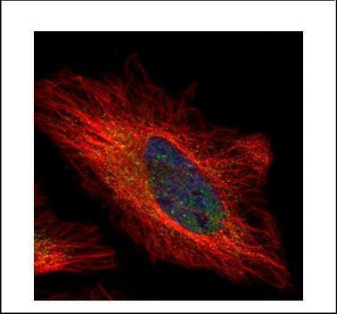 PSKH1 Antibody in Immunocytochemistry (ICC/IF)