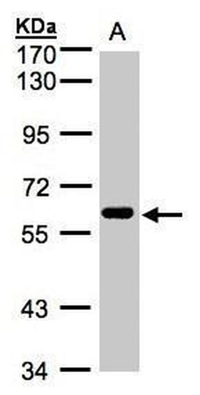 CLK2 Antibody in Western Blot (WB)