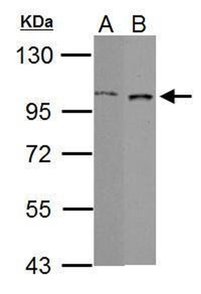 GRAF Antibody in Western Blot (WB)