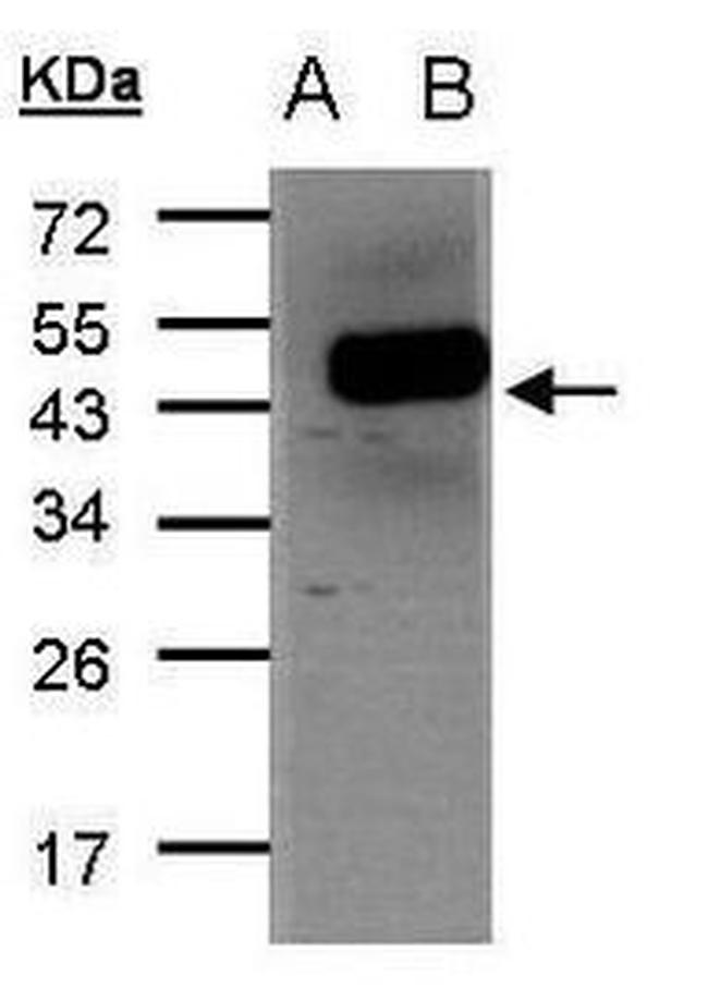 FENS1 Antibody in Western Blot (WB)