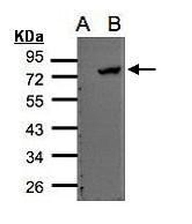 ELMO2 Antibody in Western Blot (WB)