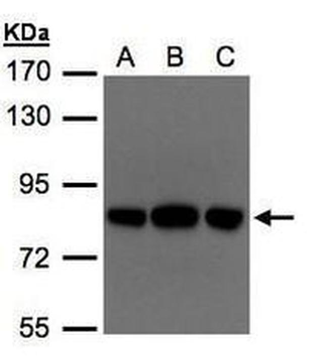 OSBPL10 Antibody in Western Blot (WB)