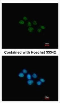 NR1D1 Antibody in Immunocytochemistry (ICC/IF)
