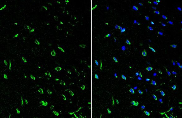 RORB Antibody in Immunohistochemistry (Frozen) (IHC (F))
