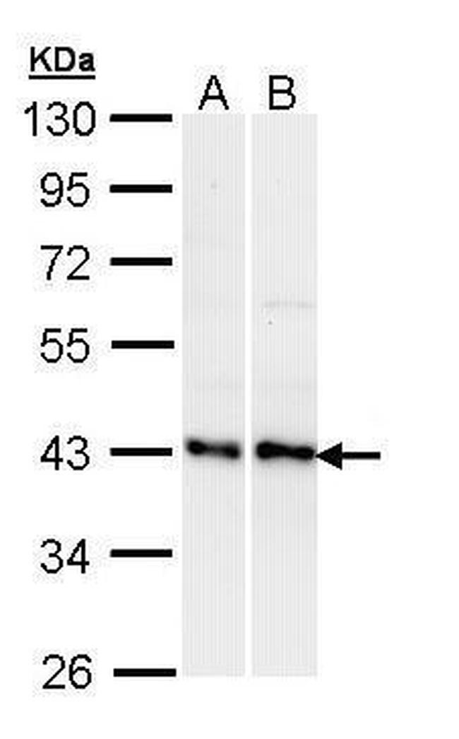 EDG2 Antibody in Western Blot (WB)