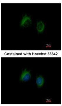 IL-37 Antibody in Immunocytochemistry (ICC/IF)