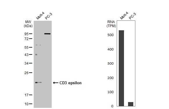 CD3e Antibody in Western Blot (WB)