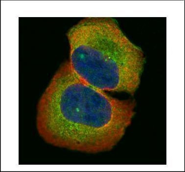 HIC5 Antibody in Immunocytochemistry (ICC/IF)