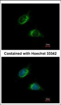 OLFM1 Antibody in Immunocytochemistry (ICC/IF)