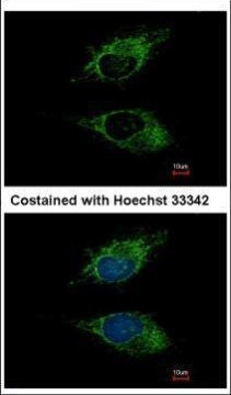 SIGLEC8 Antibody in Immunocytochemistry (ICC/IF)
