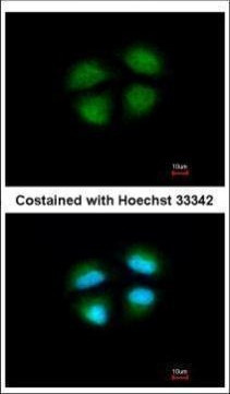 MED4 Antibody in Immunocytochemistry (ICC/IF)