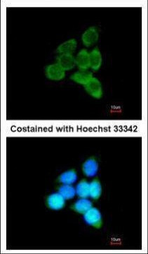 MINPP1 Antibody in Immunocytochemistry (ICC/IF)