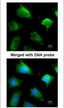 GSTM5 Antibody in Immunocytochemistry (ICC/IF)