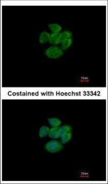 RAP2A Antibody in Immunocytochemistry (ICC/IF)