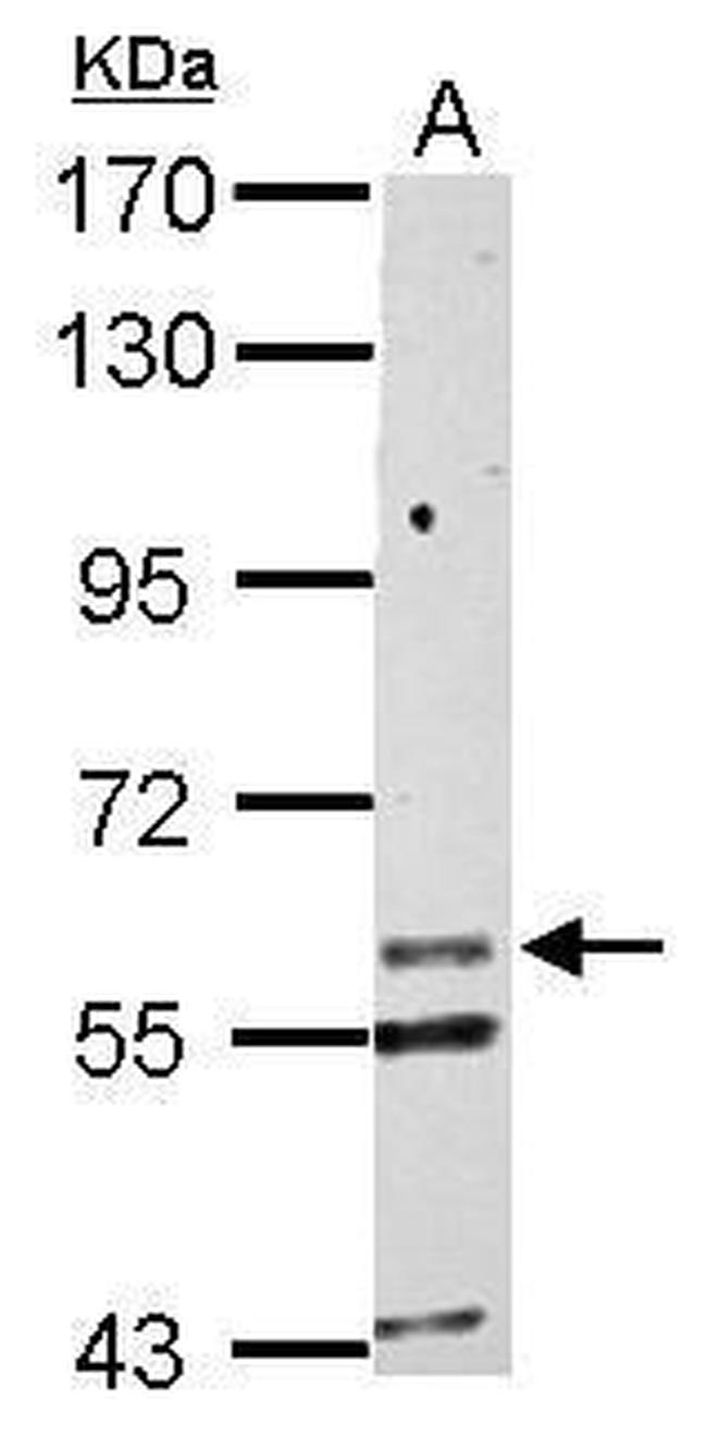KCNG1 Antibody in Western Blot (WB)