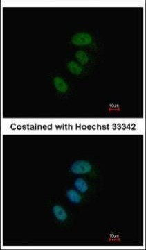 XPD Antibody in Immunocytochemistry (ICC/IF)